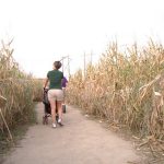 labirint porumb Labirint in lanul de porumb din localitatea Dragus