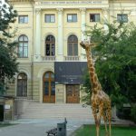 Girafa Muzeul Antipa Girafa Muzeul Antipa