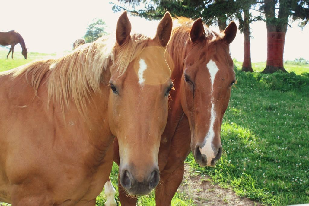Copilul tău şi alte animale
