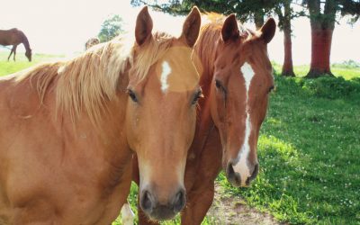 Copilul tău şi alte animale
