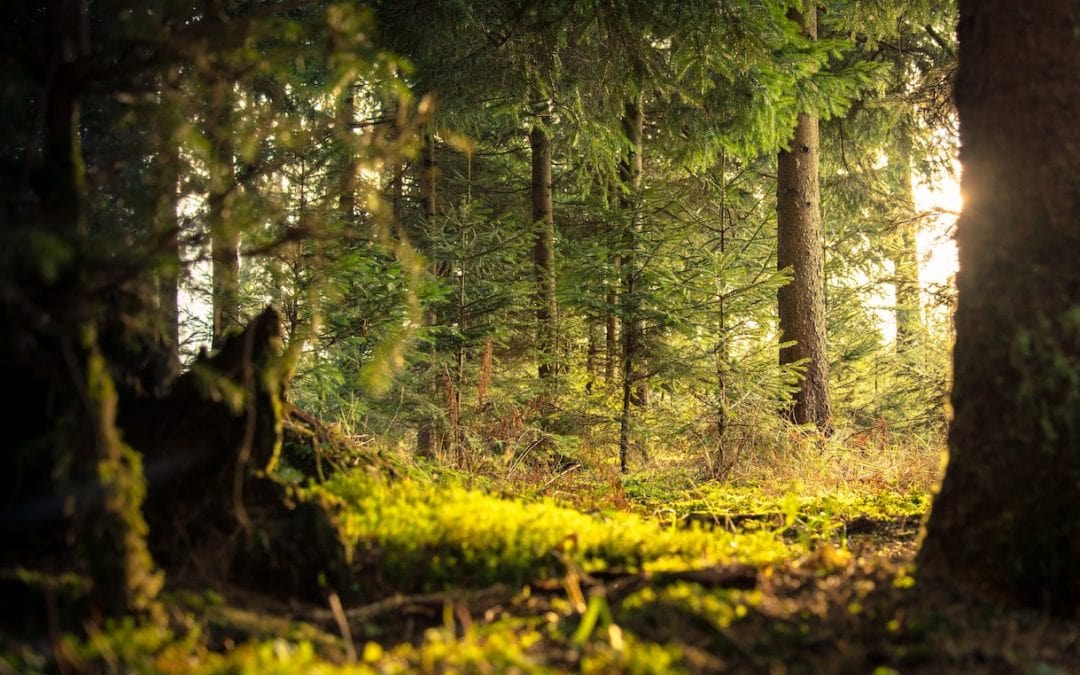 Drumul lemnului din pădure până în casă