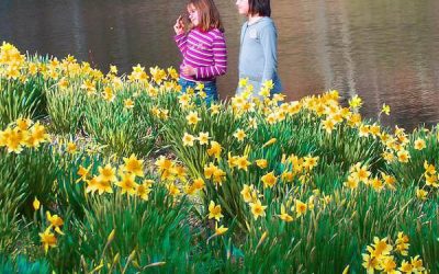 Comoara se află printre flori