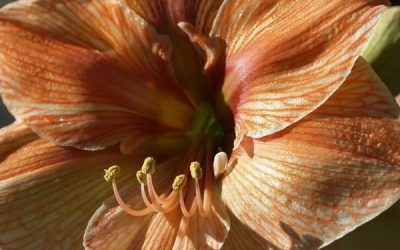 Cu o orhidee se face vară?