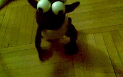 Stupid sheep