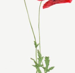 Born to be famous? KIDEX e soluția!