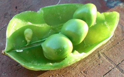 Mazărea – fructul din farfuria cu legume