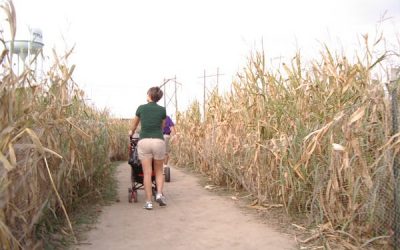 Porumbul fermecat și poveștile de aur