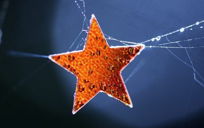 Atenție! Cad stele!