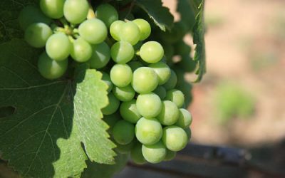 Cușcuș cu struguri albi (de la 10 luni)