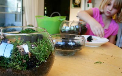 Lecţia de biologie de acasă – terariul