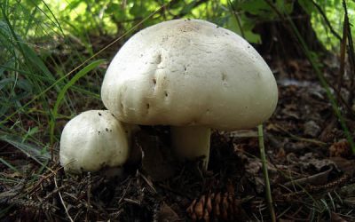 Ciuperci pentru vitamina D