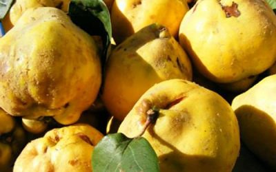 Mâncare de gutui (de la 3 ani)