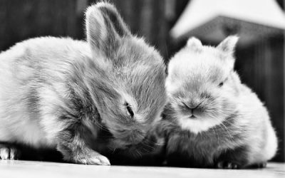 Un videoclip pentru un zâmbet?