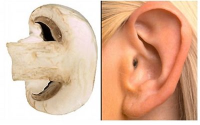 Forma fructelor și legumelor este cea a organului care-l vindecă