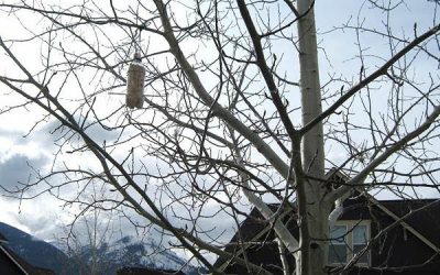 Cum transformăm o sticlă de plastic în recipient pentru hrana păsărilor