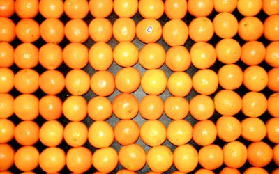 Portocala, un remediu pentru răceală