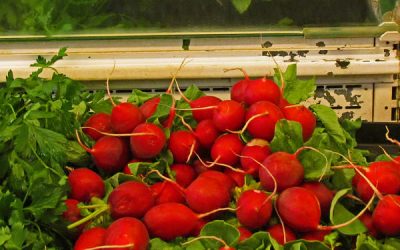 Ridichile – un concentrat de vitamine pentru copii