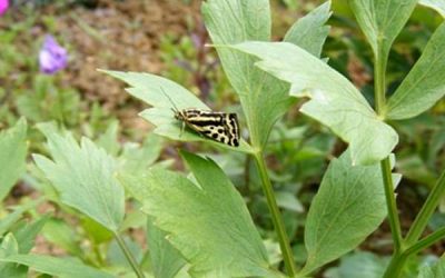 Leuștean pentru a ajuta digestia bebelușului tău