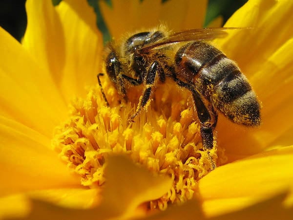 Propolis, un veritabil antibiotic natural