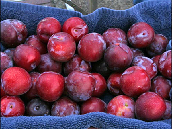 Prune, o sursă importantă de antioxidanți și fibre
