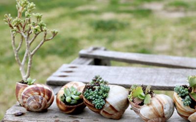 Ați fost la mare? Dar melci ați adunat?