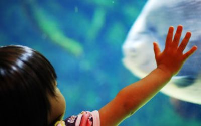 Ne luăm la revedere de la vară cu… o întâlnire și un acvariu