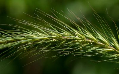 Secară, una dintre cerealele-minune