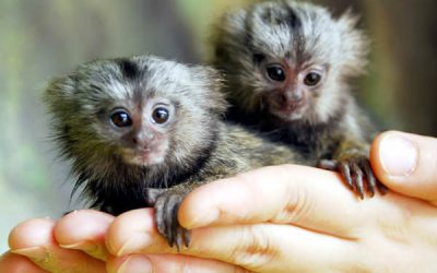 Cele mai mici maimuțe din lume au venit la ZOO București