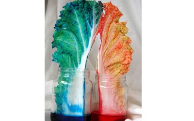 DIY: Experiment cu frunze și apă colorată