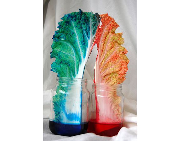 DIY: Experiment cu frunze și apă colorată