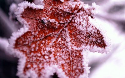 Iarna scoate le iveală secretele naturii