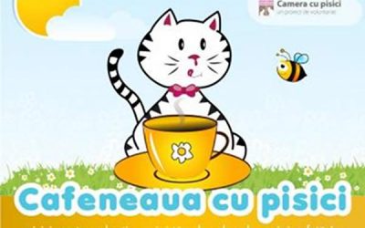 Cafeneaua cu Pisici: pisici fără număr în căutare de familii adoptive