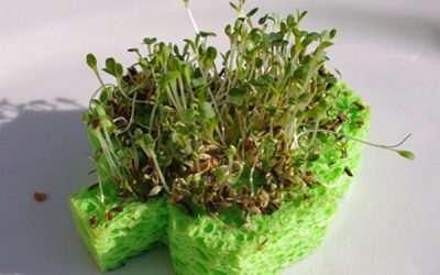 Unde cresc plantele? Pe burete?