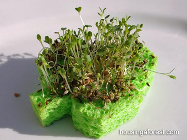 Unde cresc plantele? Pe burete?
