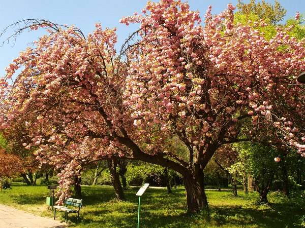 Primăvara e timpul să vizitați Grădina Botanică