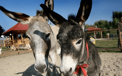 S-a redeschis ferma animalelor