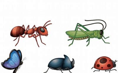 Insecte vesele, pe hârtie