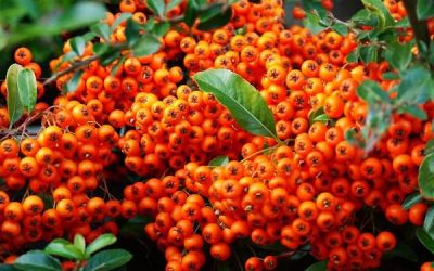 Ginsengul românesc: cătina