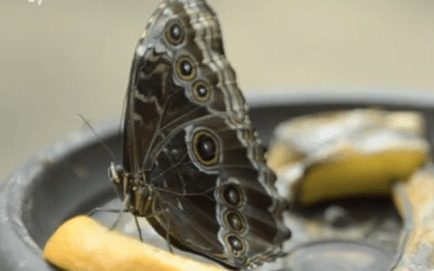 Expoziție cu fluturi vii la Antipa – must see în acest weekend