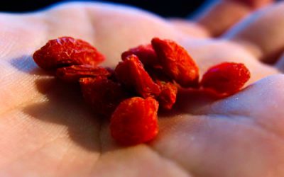 Goji – fructul longevității