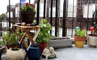 5 plante aromatice de crescut pe balcon