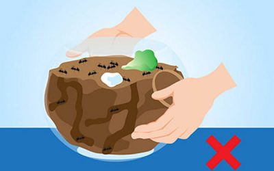 Cum să construiești o fermă de furnici