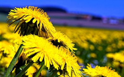 Foaie verde, păpădie, beneficii la pălărie