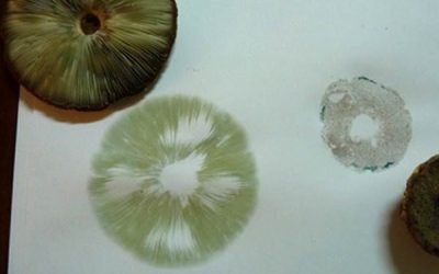 Desene cu mere, pere și ciuperci