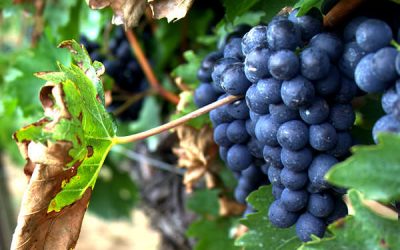 Strugurii – vitamine și nutrienți în boabe mai mari sau mai mici