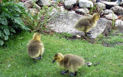 Vacanța de vară petrecută la bunici