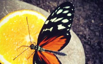 Expoziţia Fluturi tropicali vii se prelungeste