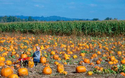 Delicii de toamnă [P]