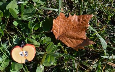 Curățenie de toamnă, la Grădina Botanică