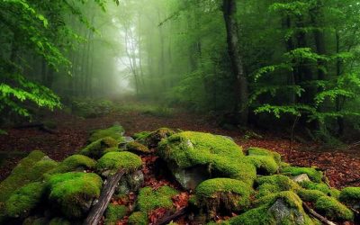 Un an de pădure în trei minute